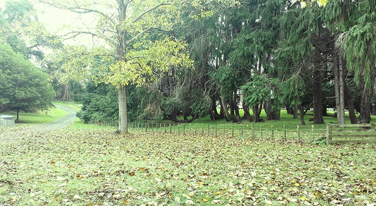 Awhitu Peninsula campground - View of the campground.